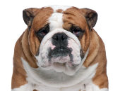 Brunobulldog